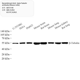 Recombinant Anti-beta Tubulin antibody (Mouse mAb)