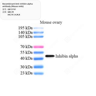 Recombinant Anti-Inhibin alpha antibody (Mouse mAb)