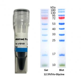 Pre-stained protein molecular weight standards KX10101